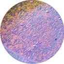 Deluxe Dichroic Plugs by Gorilla Glass